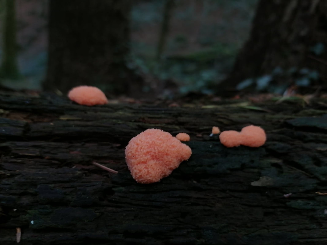 Tubifera ferruginosa / Rasberry Slime Mold