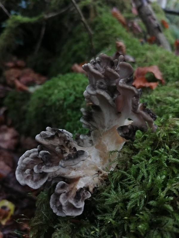 Grifola frondosa / Hen of the Woods