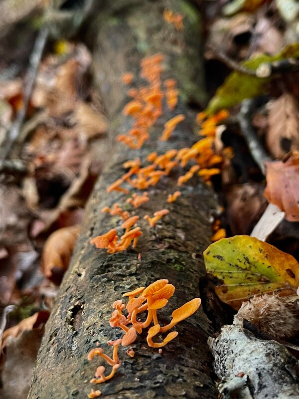 Favolaschia calocera / Orange Pore Fungus
