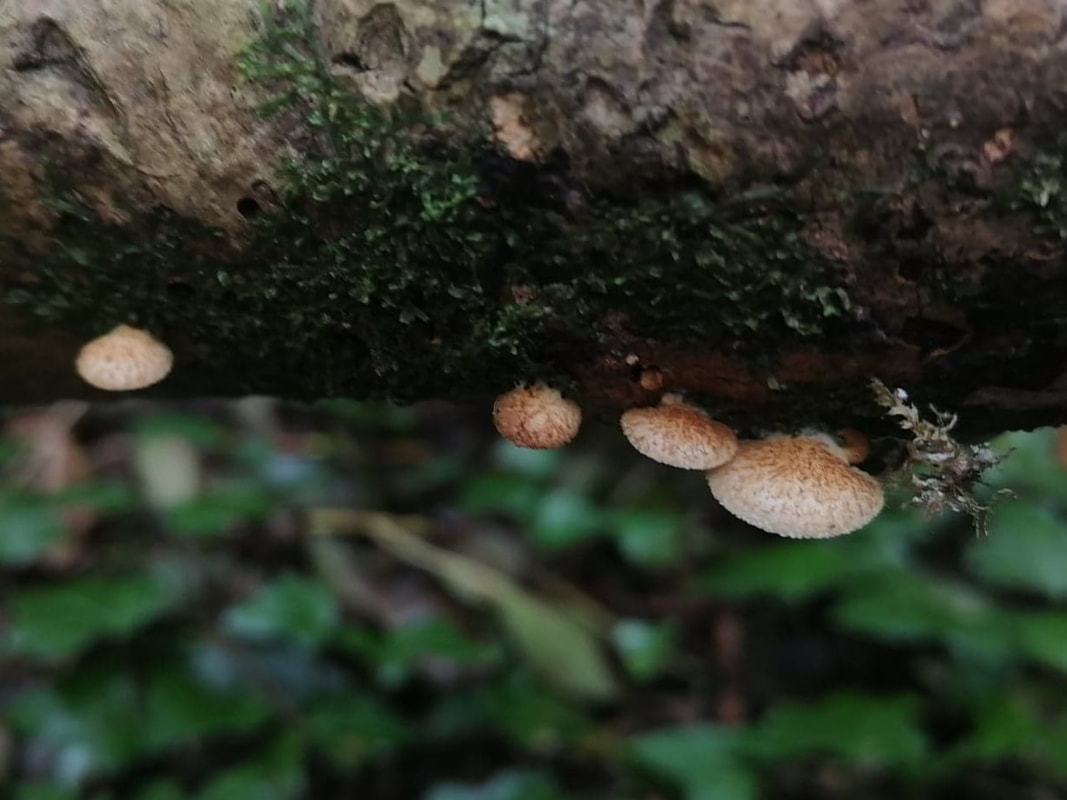 Crepidotus calolpis / Scaly Oysterling