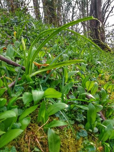 Three Cornered Leek (Allium Triquetrum) growing up through a patch of Wild Garlic/Ransoms (Allium Ursinum)