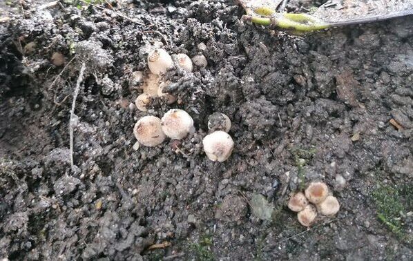 (very young) Coprinellus micaceus / Glistening inkcap