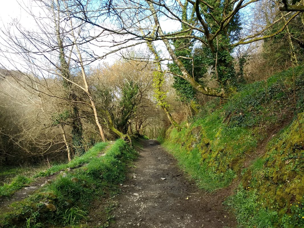 Pendower Woods, The Roseland, Near St Mawes