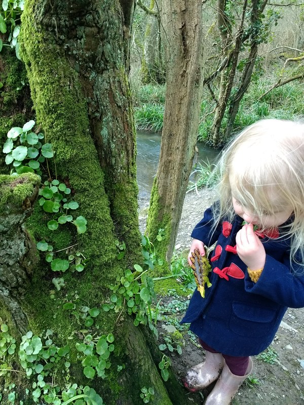 child foraging pennywort in woods