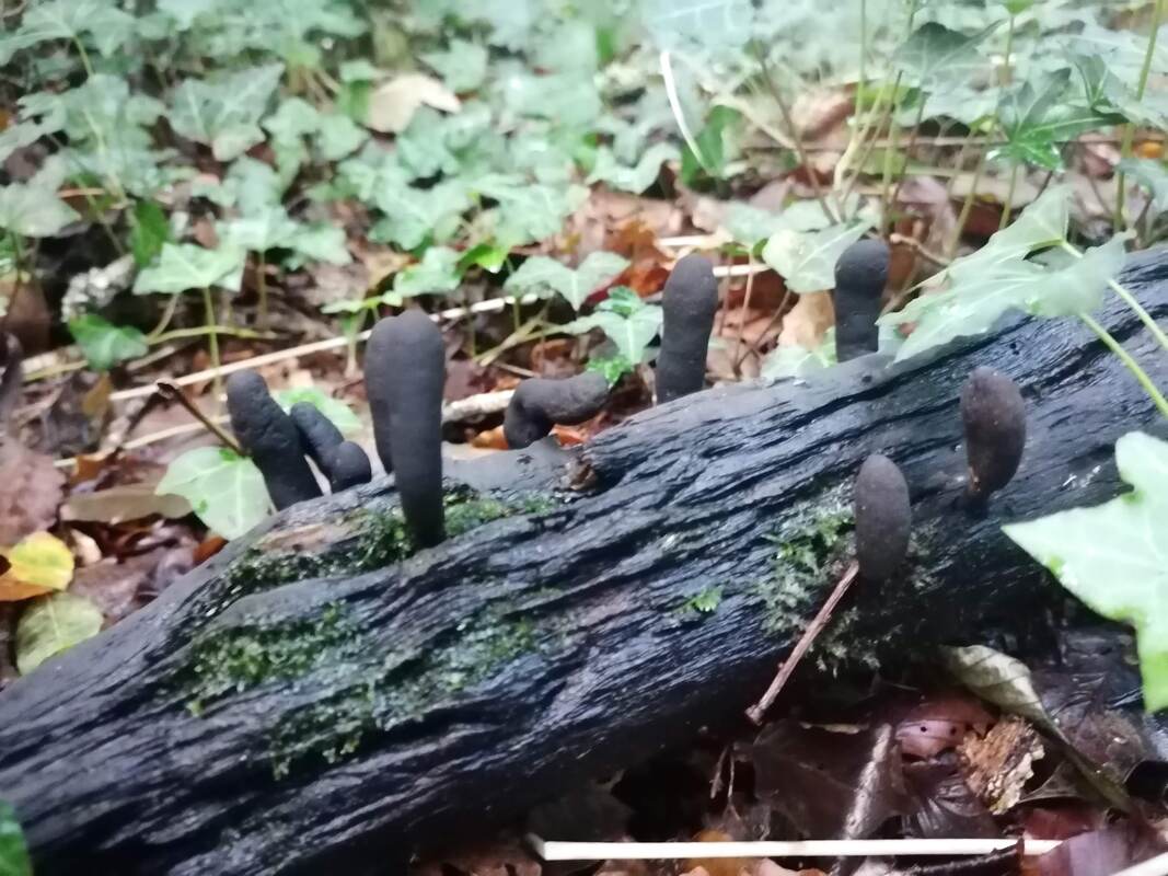 Xylaria polymorpha / Dead man’s fingers