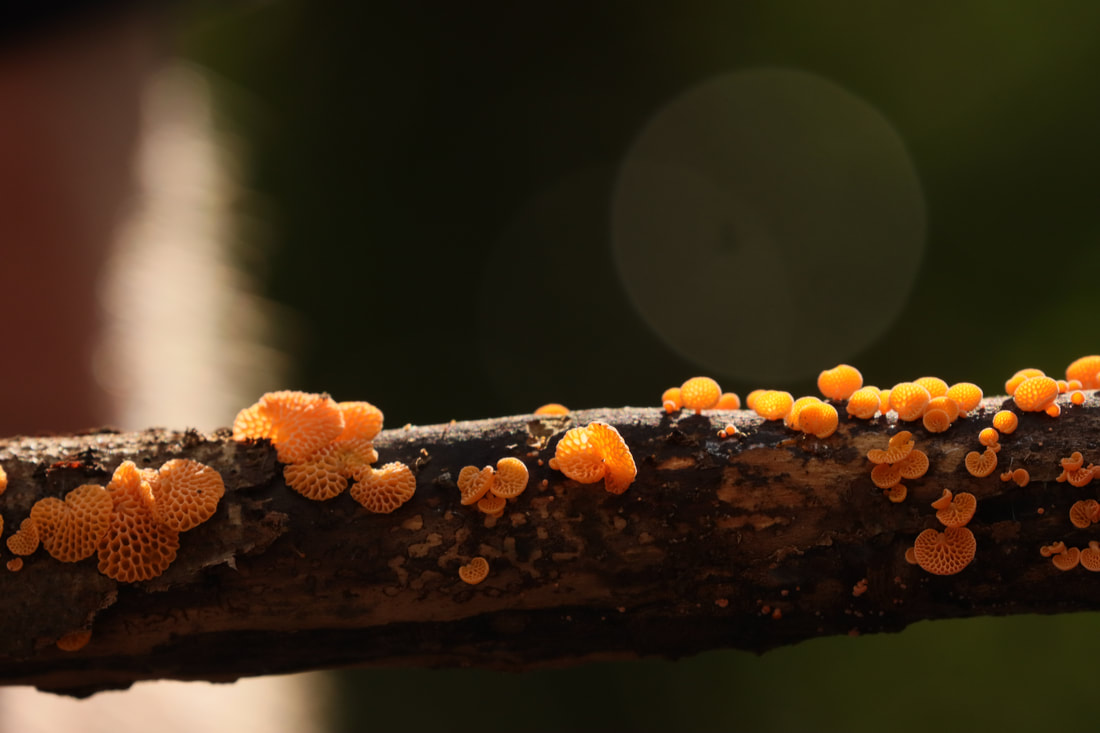 An invasive species first found in the UK in 2012: Favolaschia calocera / Orange Pore Fungus