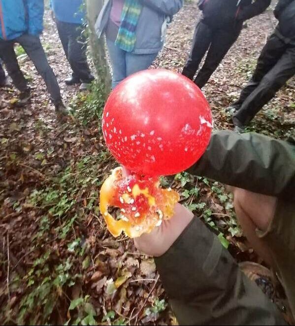 Amanita muscaria / Fly agaric and a balloon