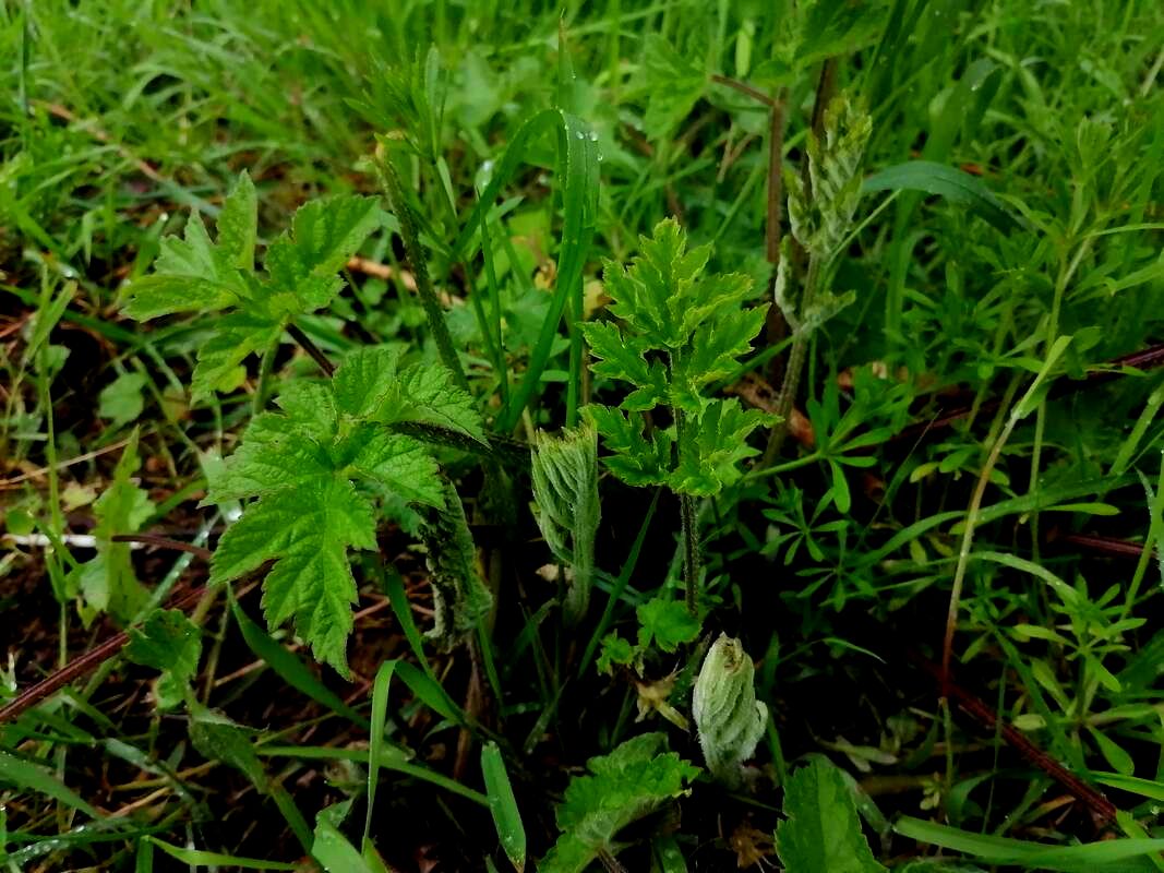 heracleum spondylium common hogweed