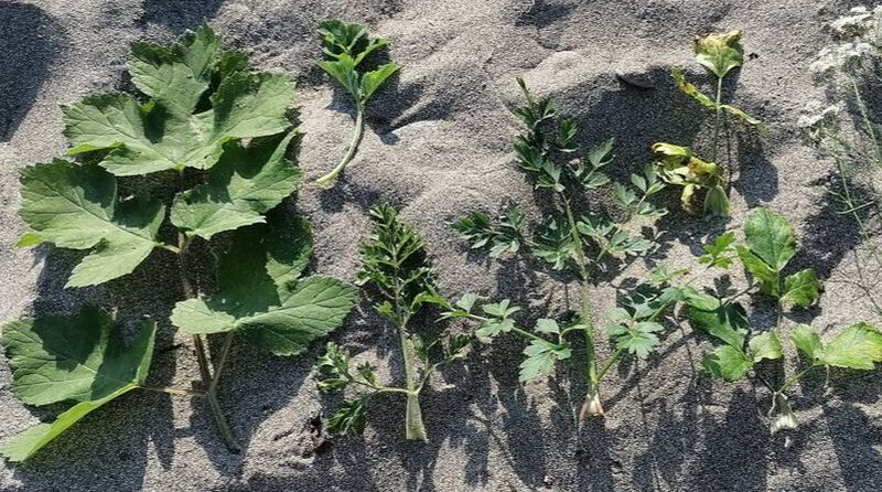hogweed heracleum sphondylium apiaceae leaves comparison