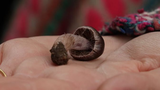 Cortinarius violaceus / Violet Webcap