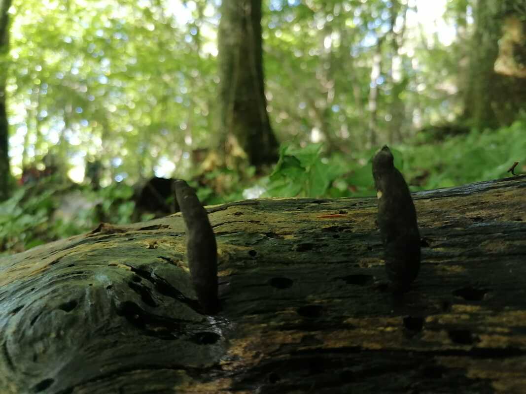 Xylaria polymorpha / Dead Man’s Fingers