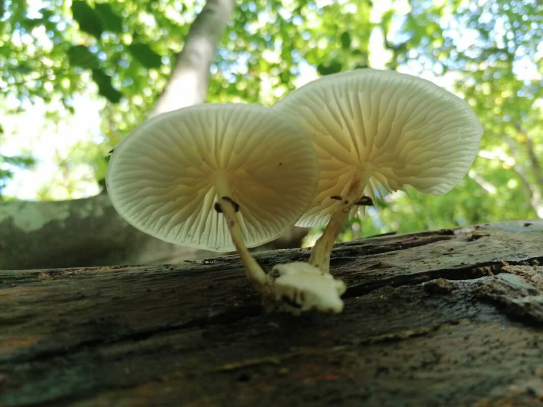 Oudemansiella mucida / Porcelain Fungus