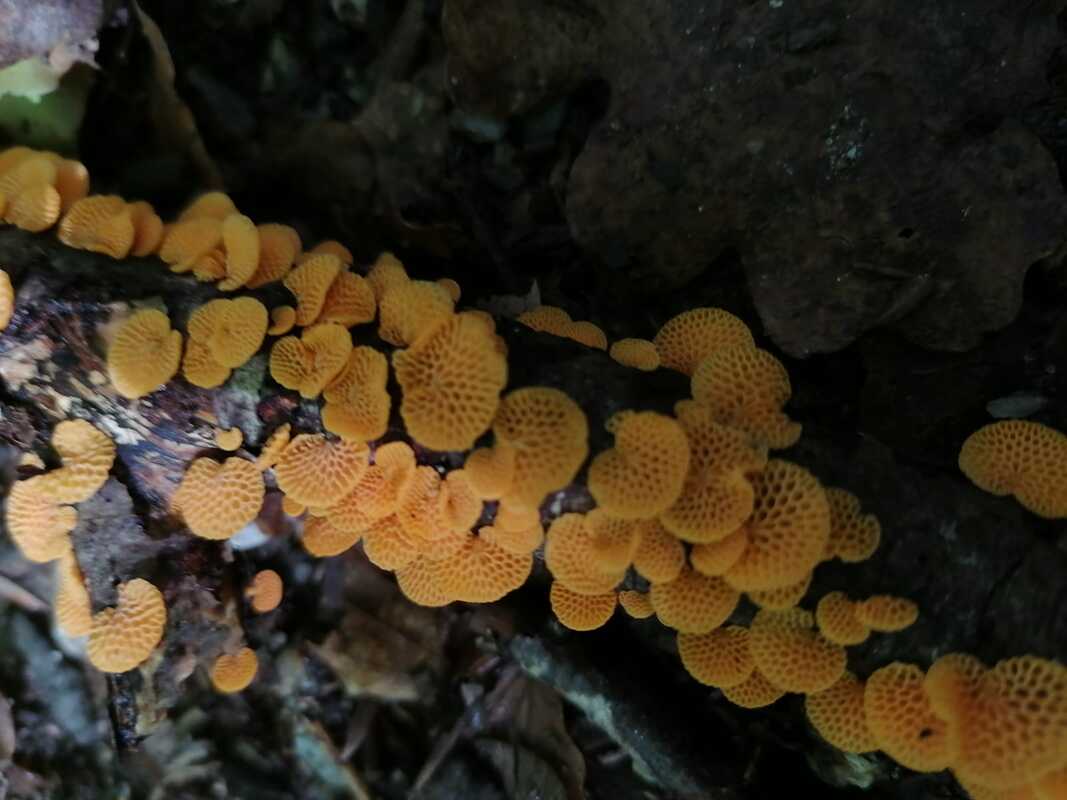 Favolaschia calocera / Orange Pore Fungus